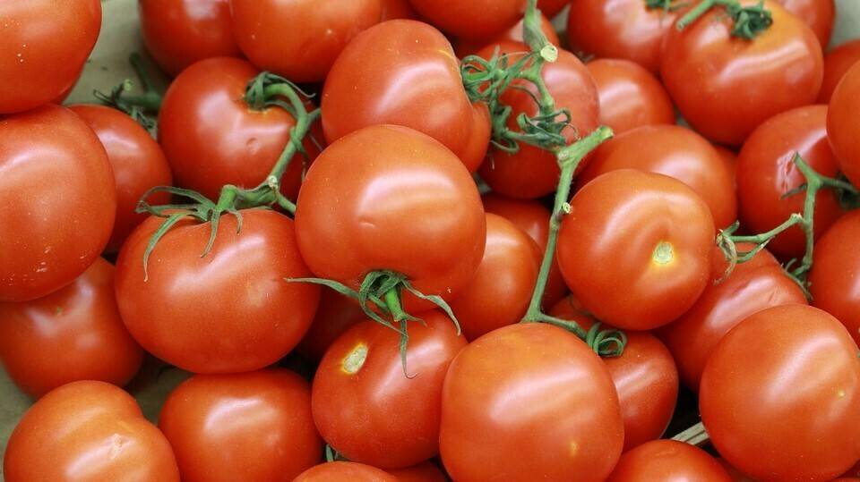 tomate canario|Mix de tomates de sabor